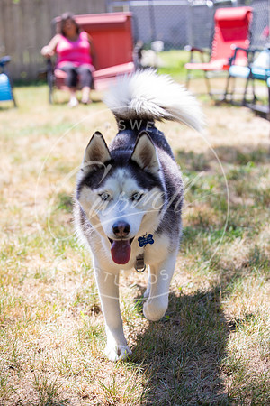Pet_Project_Print-151