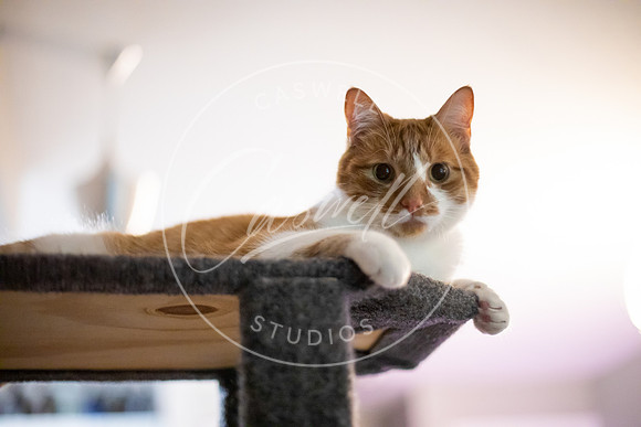Pet_Project_Print-194