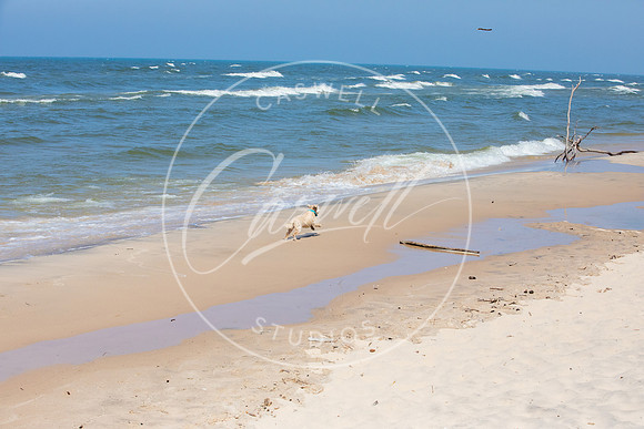 Pet_Project_Print-115