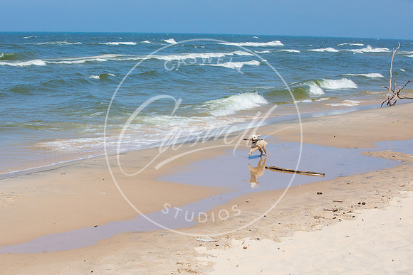 Pet_Project_Print-118